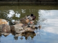 DSC_0014 DSC_0014