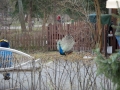 DSC_0029 DSC_0029