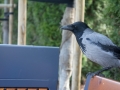 DSC_0133 DSC_0133